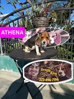 ATHENAS , a female Beagle for sale in Downey, CA – 2 of 6