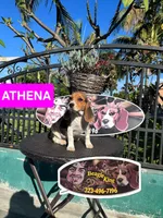 ATHENAS , a female Beagle for sale in Downey, CA – 6 of 6