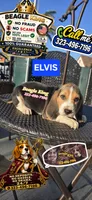 ELVIS, a male Beagle for sale in Downey, CA – 2 of 6