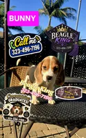 BUNNY, a female Beagle for sale in Downey, CA – 10 of 10