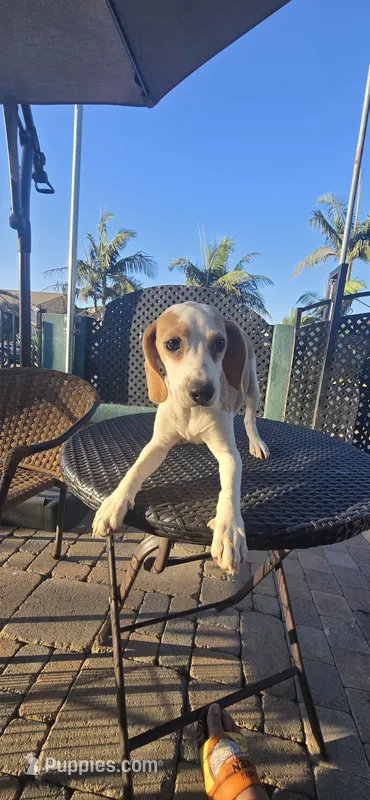 Flipper – Beagle puppy for sale in Downey, CA