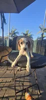 Flipper, a male Beagle for sale in Downey, CA – 1 of 4