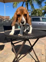 DAYSE, a female Beagle for sale in Downey, CA – 1 of 3