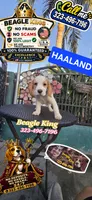 HAALAND, a male Beagle for sale in Downey, CA – 6 of 9