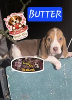 BUTTER , a male Beagle for sale in Downey, CA – Photo 3 of 3