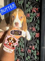 BUTTER , a male Beagle for sale in Downey, CA – Photo 2 of 3