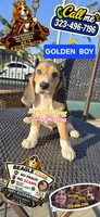 GOLDEN BOY, a male Beagle for sale in Downey, CA – 5 of 8