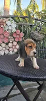 CHAPARRO, a male Beagle for sale in Downey, CA – 5 of 10