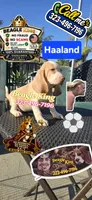 Haaland, a male Beagle for sale in Downey, CA – 3 of 9