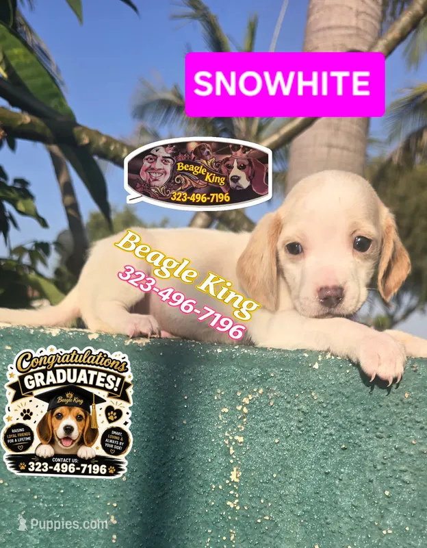 Snow White – Beagle puppy for sale in Downey, CA