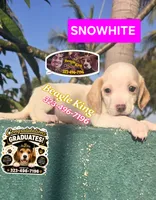 Snow White, a female Beagle for sale in Downey, CA – 1 of 5