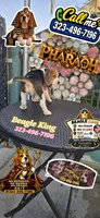PHARAOH , a male Beagle for sale in Downey, CA – 2 of 9