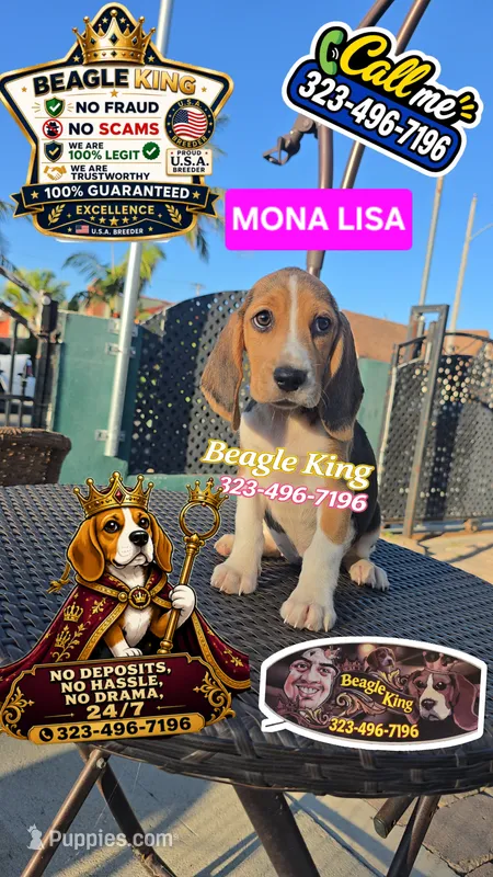 Mona Lisa – Beagle puppy for sale in Downey, CA