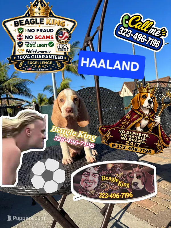 Haaland – Beagle puppy for sale in Downey, CA