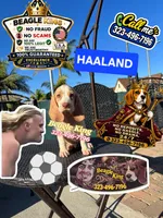 Haaland, a male Beagle for sale in Downey, CA – 1 of 9
