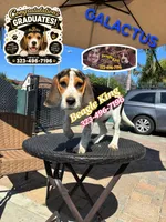 Galactus, a male Beagle for sale in Downey, CA – 1 of 10