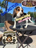 Galactus, a male Beagle for sale in Downey, CA – 5 of 10