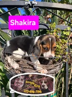 Shakira, a female Beagle for sale in Downey, CA – 4 of 6