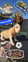 Haaland, a male Beagle for sale in Downey, CA – 5 of 9