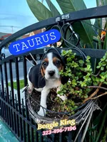 Tauro, a male Beagle for sale in Downey, CA – Photo 3 of 6