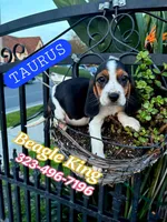 Tauro, a male Beagle for sale in Downey, CA – Photo 2 of 6
