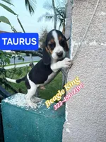 Tauro, a male Beagle for sale in Downey, CA – Photo 4 of 6