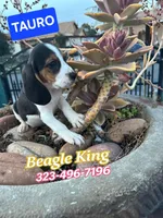 Tauro, a male Beagle for sale in Downey, CA – Photo 1 of 6