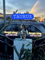 Tauro, a male Beagle for sale in Downey, CA – Photo 5 of 6