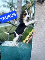 Tauro, a male Beagle for sale in Downey, CA – Photo 6 of 6