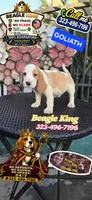 GOLIATH , a male Beagle for sale in Downey, CA – 4 of 7