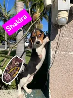 Shakira, a female Beagle for sale in Downey, CA – 6 of 6