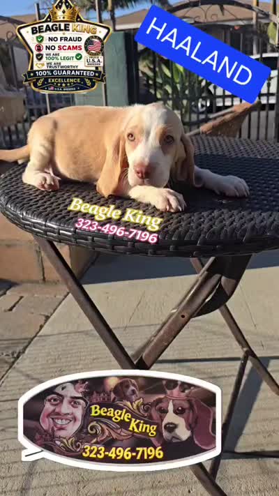 Haaland, a male Beagle for sale in Downey, CA – 7 of 9