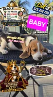BABY, a female Beagle for sale in Downey, CA – 4 of 7