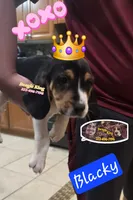 BLACKY, a male Beagle for sale in Downey, CA – Photo 3 of 3