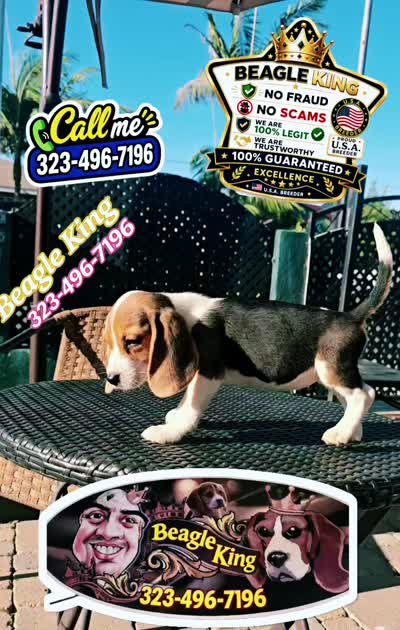 BUNNY, a female Beagle for sale in Downey, CA – 2 of 10