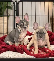 Jeness, a female French Bulldog for sale in Converse, TX – Photo 6 of 6