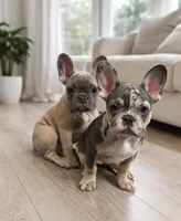 Jeness, a female French Bulldog for sale in Converse, TX – Photo 5 of 5