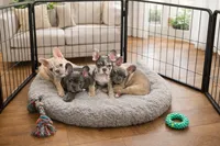 Jeness, a female French Bulldog for sale in Converse, TX – Photo 2 of 5