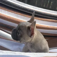 Jeness, a female French Bulldog for sale in Converse, TX – Photo 4 of 6