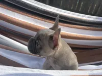 Jeness, a female French Bulldog for sale in Converse, TX – Photo 3 of 5