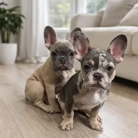 Izzy , a female French Bulldog for sale in Converse, TX – Photo 5 of 5