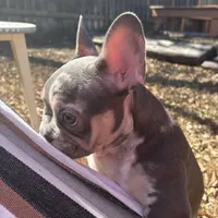 Izzy , a female French Bulldog for sale in Converse, TX – Photo 4 of 5
