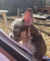 Izzy , a female French Bulldog for sale in Converse, TX – Photo 2 of 4