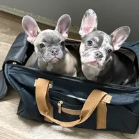 Izzy , a female French Bulldog for sale in Converse, TX – Photo 3 of 5