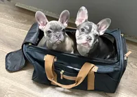 Izzy , a female French Bulldog for sale in Converse, TX – Photo 4 of 4