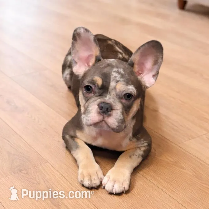 Izzy , a female French Bulldog for sale in Converse, TX – Photo 1 of 5