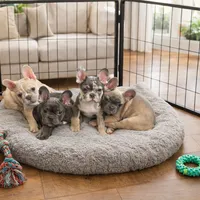 Izzy, a female French Bulldog for sale in Converse, TX – Photo 4 of 5