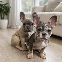 Izzy, a female French Bulldog for sale in Converse, TX – Photo 1 of 5