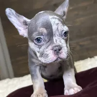 Izzy, a female French Bulldog for sale in Converse, TX – Photo 3 of 5