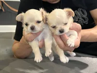 Sunny, a male Chihuahua for sale in Vienna, VA – 2 of 7